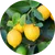Citrus Extract
