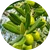 Olive Extract