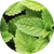 Peppermint Extract